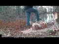 Fat Beaver - Falling Tree - Maine