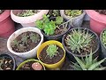 Succulent care in summer// garmi mein succulent ko kaise bachaye//Care tips