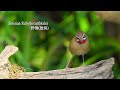 野鴝(紅喉歌鴝)/Siberian Rubythroat