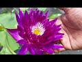 কৌশিক দার পদ্ম পুকুরে শালুক ও পদ্ম||Water Lily & Lotus In Kaushik Da's Lotus Pond||Shree sanjiban||