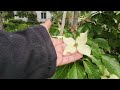 Climbing hydrangeas stealing the show 🌿 Beautiful garden stroll