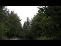 Wind Blowing Through Forest with Light Rain 1 Hour /  Wind Sound Relaxation