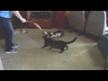 Funniest Cat Video Ever#2 Older Cats Playing