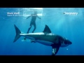 Great White Attacks Ghost Cage | Island of the Mega Shark