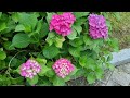 이렇게 아름답게 수국꽃 피울려면...   Is there anything more lovely than seeing these hydrangeas? 초여름에 러블리한 수국꽃❤️