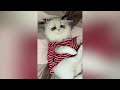 Funniest Animals 😂 Best Funny Cats and Dogs 😺🐶 Part 517