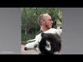 Huskies are the Queens of All Drama! 🤣 Funny Animals Videos 2024