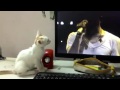 Cat watching Park Hyo Shin