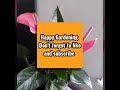 How to Care Anthurium