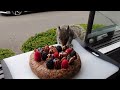 Squirrels' reactions to cake