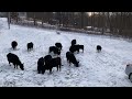 cold cows