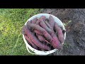 Growing PURPLE Sweet Potatoes