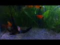 Platty Fish Planted Community Aquarium Setup #glowfish #aquarium #colourfish #platty