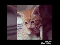 Special video Thank you for  100 subscribers (my kittens)