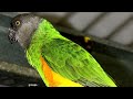 Senegal Parrot (Poicephalus Senegal)