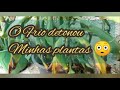 #frionasplantas - Trailer