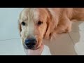 Life with 3 Golden Retrievers - Valentines Day Special