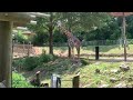 Baby Giraffe at the Greenville Zoo