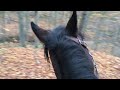 Horse vlogs the return E02