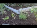 Installing a Cottage Garden - 