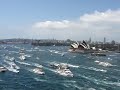 Australia Day Sydney Ferry Boat Race (Finish Line Harbour Bridge) 26 Jan 2010