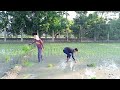 KAILANGANG MAGTANIM PARA TULOY ANG PAGKAIN PALAY PLANTING, BUHAY BARYO, FARMERS LIFE .