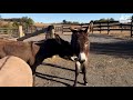 Donkey With Overgrown Hooves Runs Free For The First Time | The Dodo Comeback Kids