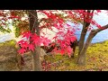 4K Japan Walk - Beautiful Japanese Garden in Nagoya (Tokugawaen) | Koi Fish | Nagoya Winter 2020