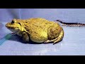Wow!! Asian Bullfrog With Big Centipede And Big Scorpion! Warning Live Feeding
