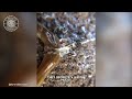 Hammerhead Worm 🪱 The Silent Assassin! | 1 Minute Animals