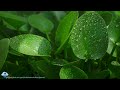 The Best Soft Relaxing Piano Music With Gentle Rain Outside Help Relax, Sleep Well