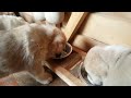 How are puppies asked to eat? VERY CUTE VIDEO