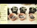 How to Propagate Kalanchoe Daigremontiana