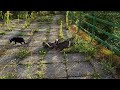 Taming Wild Kittens - Hungry Stray Cats Meet the Food Lady