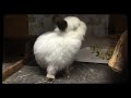 A Few Seconds Of Bunny Cuteness (2)