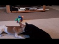 DOG and CAT PLAYTIME