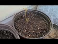 How to Transplant Milkweed