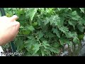 My 8 Most PRODUCTIVE Tomatoes [Full Tomato Garden Tour]