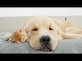 Golden Retriever Helps Mom Cat Put Her Tiny Kittens To Sleep