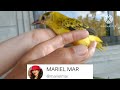 HAND FEEDING my baby Black naped oriole and playtime with Mama and Ginger the cat with shout out.