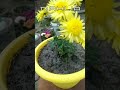 Dahlia #gardening #dahliaflowers #yellow #flower