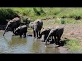 Happy Hour for elephant herd at the waterhole