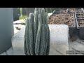 Echinocereus poselgeri (Wilcoxia) unboxing. #cactus