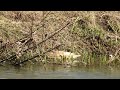 Wigeons And Mallards Swimming ￼In Sync  ￼