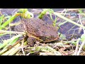 Born to be Wild: Cane toad’s population explosion