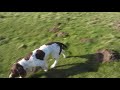 Springer Spaniel Buddy found squeaky ball