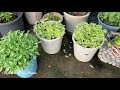 How to grow and care Chinese violet plant || Asystacia || साईनिस पायलेद फुलखोव मादि गायो आरो मादि