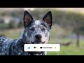 7 Reasons You SHOULD NOT Get A Female Blue Heeler