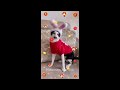 Funny Dog And Cat Videos 🐕🙀 Best Funny Videos compilation Of The Month 🤣
