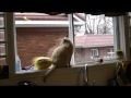 Timi dans la fenêtre (mix birman burmèse)/ Birman Burmese Cat in the Window